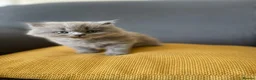 British Shorthair cats for sale: GCCF Registered British Shorthairs / Longhairs - Advert 25