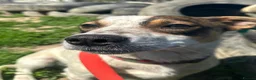 Mixed Breed dogs for adoption: 💙🐶 JAZZ – HE WANTS EVERYONE TO JOIN THE FUN - Advert 6