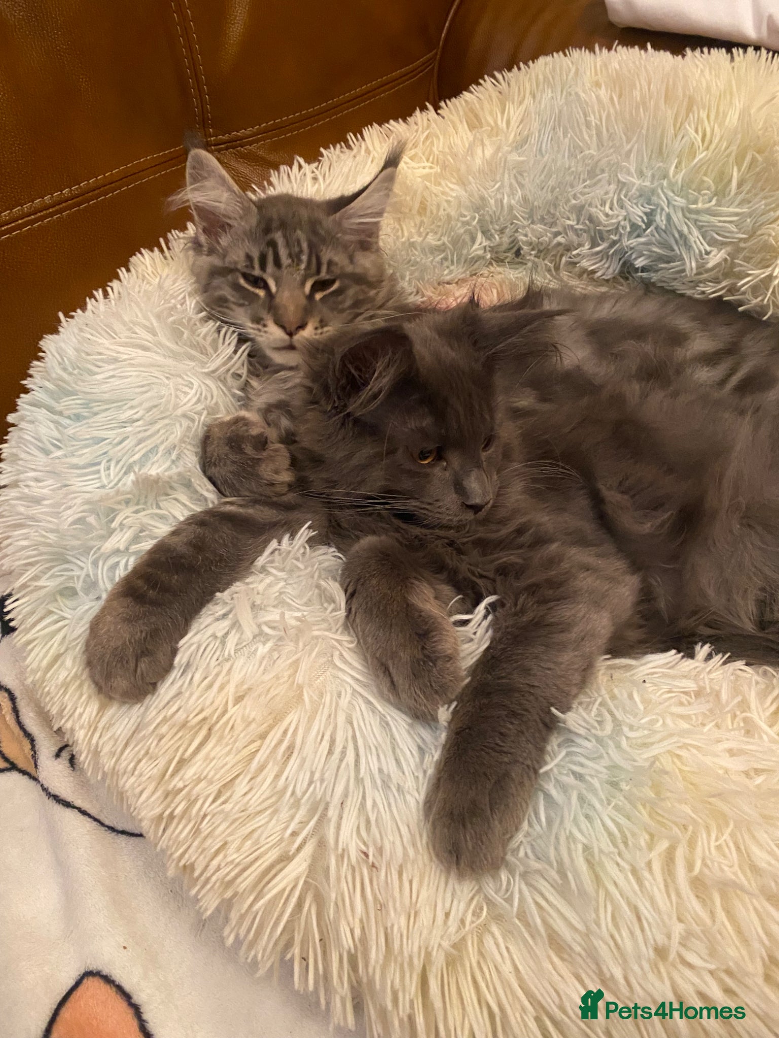 Maine Coon cats for sale: Tica boys available  - Advert 4
