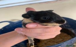 Guinea Pig rodents for sale: Baby Guinea Pigs - Image 7