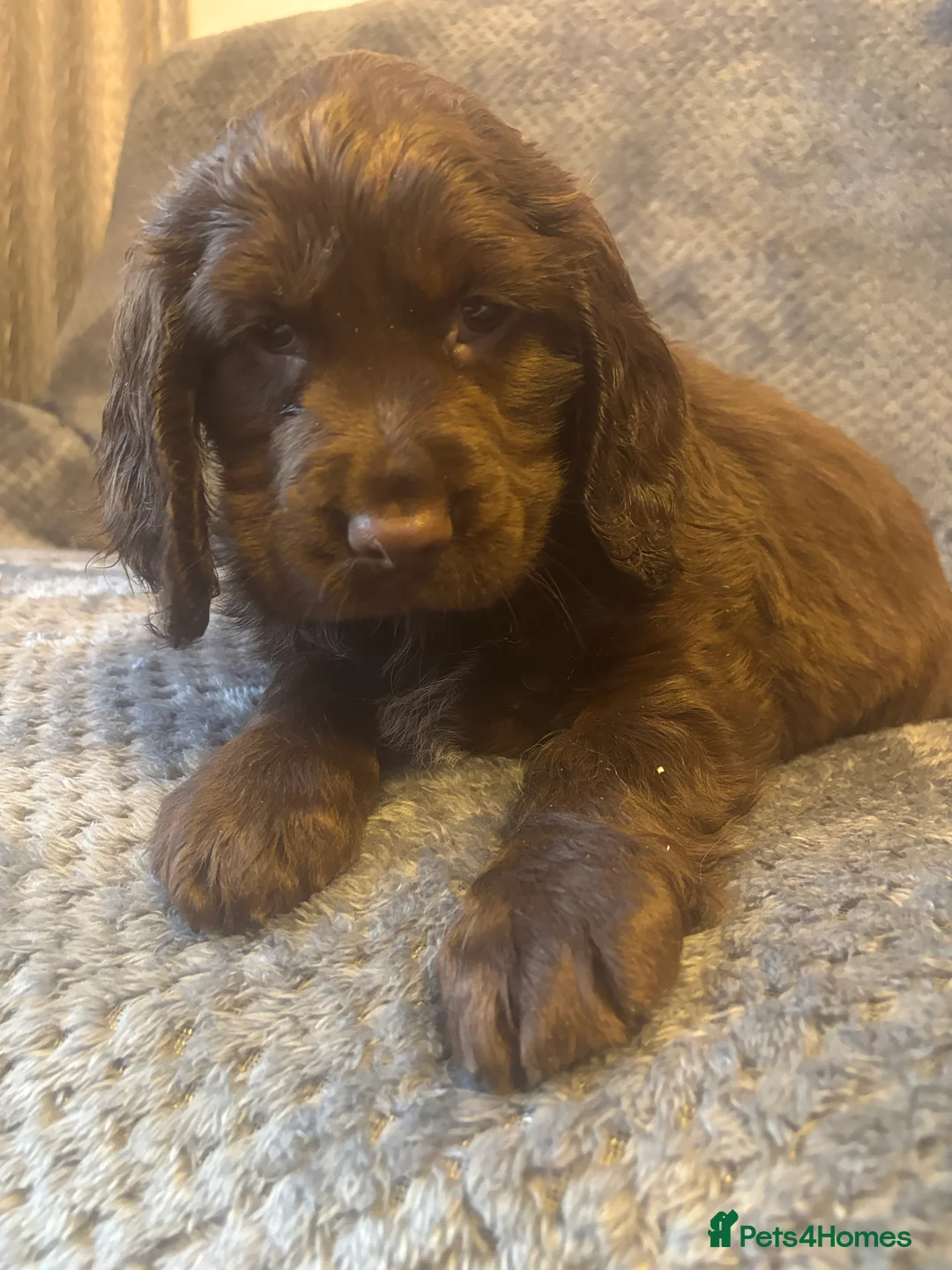 Cocker Spaniel dogs for sale: Beautiful show type cocker spaniels  in Worksop - Advert 12