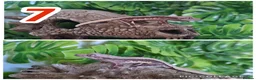 Gecko reptiles for sale: Crested Gecko babies  - Advert 7