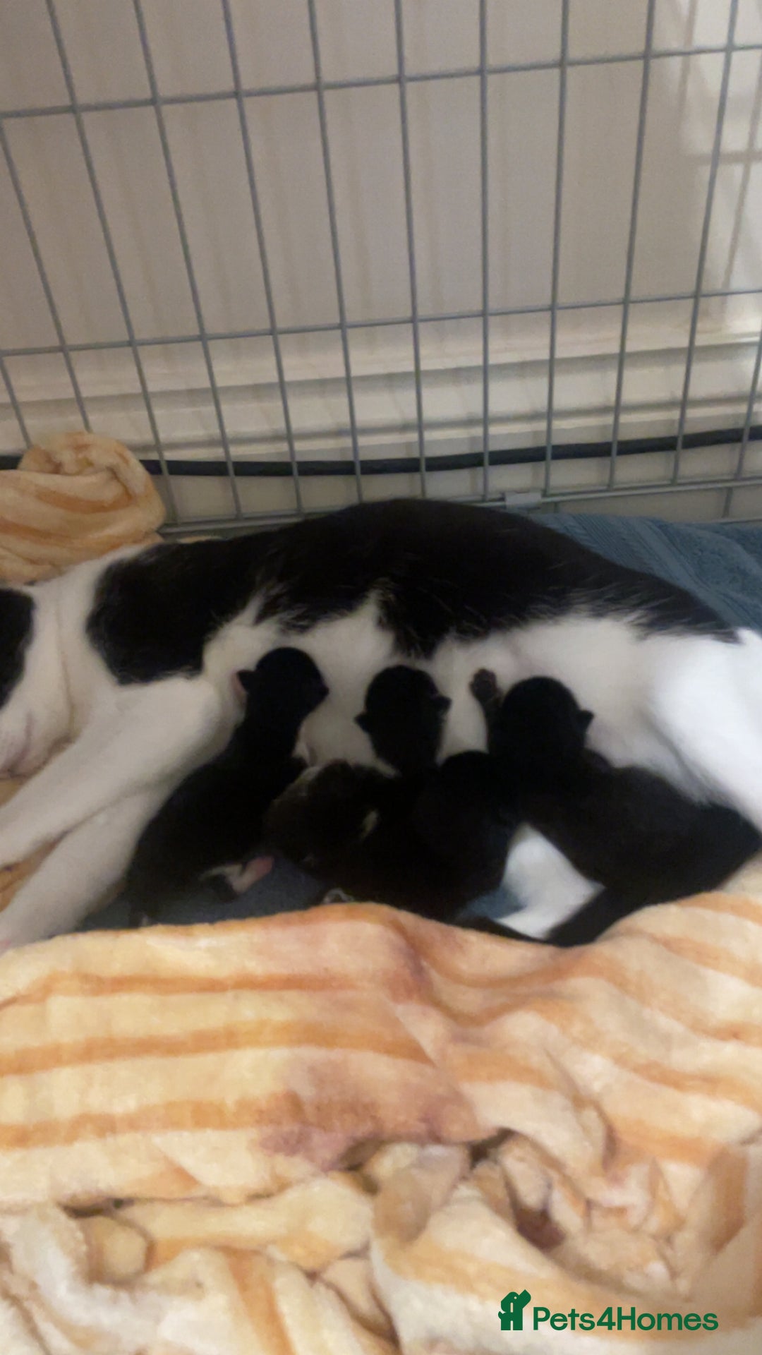 Domestic Shorthair cats for sale: Shadow  - Image 7