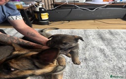 German Shepherd dogs for sale: 3 German shepherd puppies - Image 21