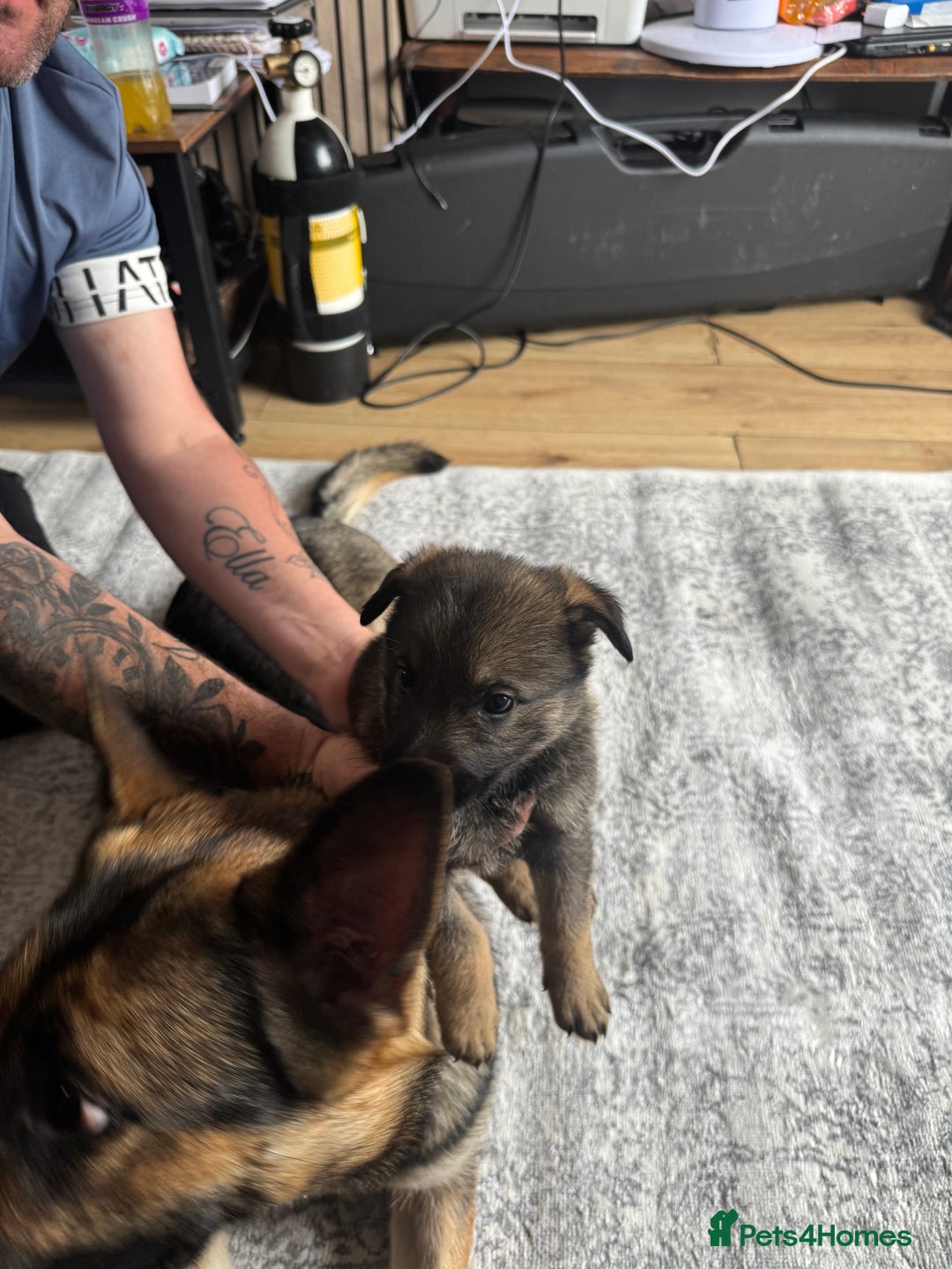 German Shepherd dogs for sale: 3 German shepherd puppies - Image 21