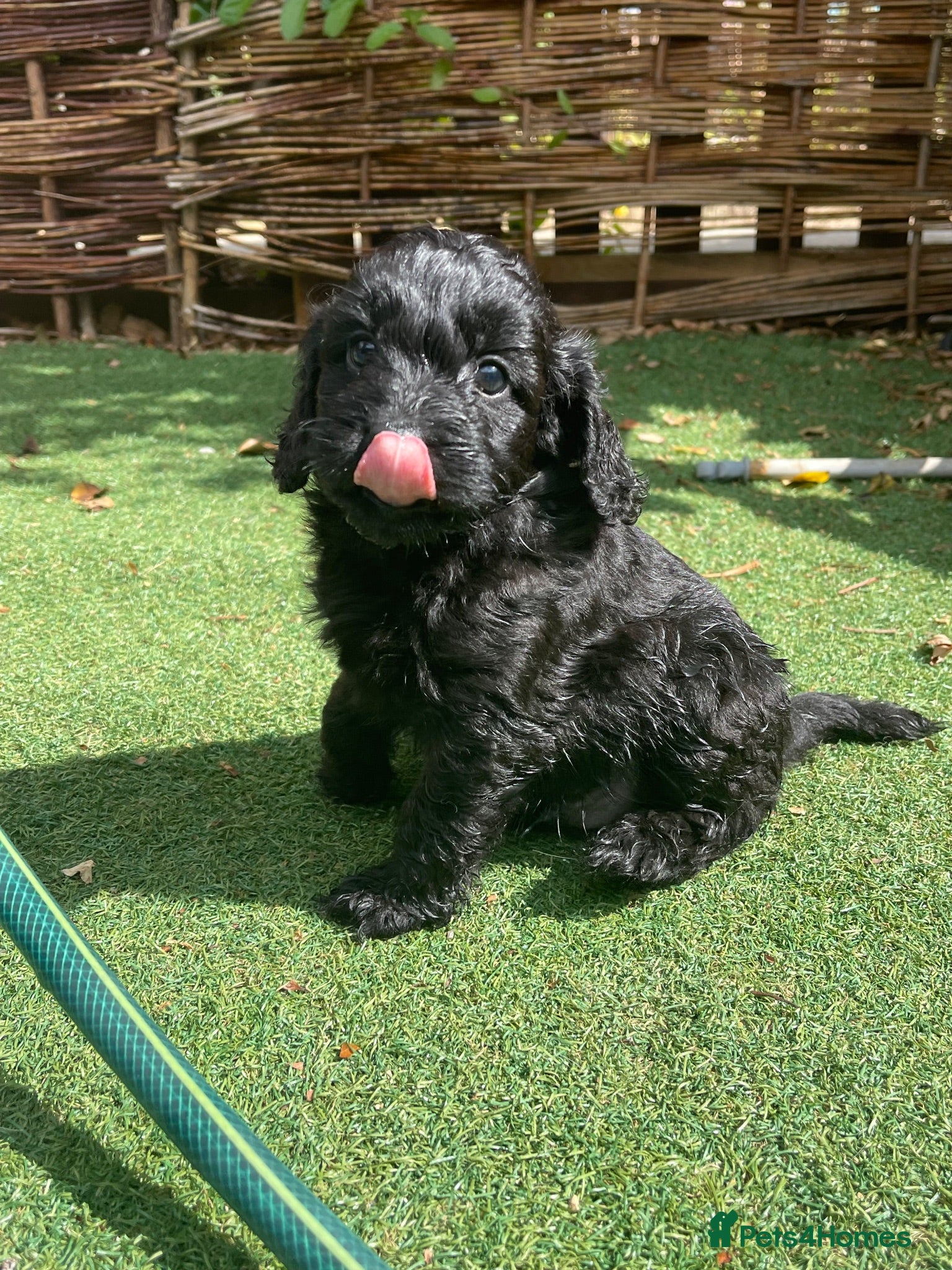 Cockapoo dogs F1 cockapoo puppies  - Advert 18