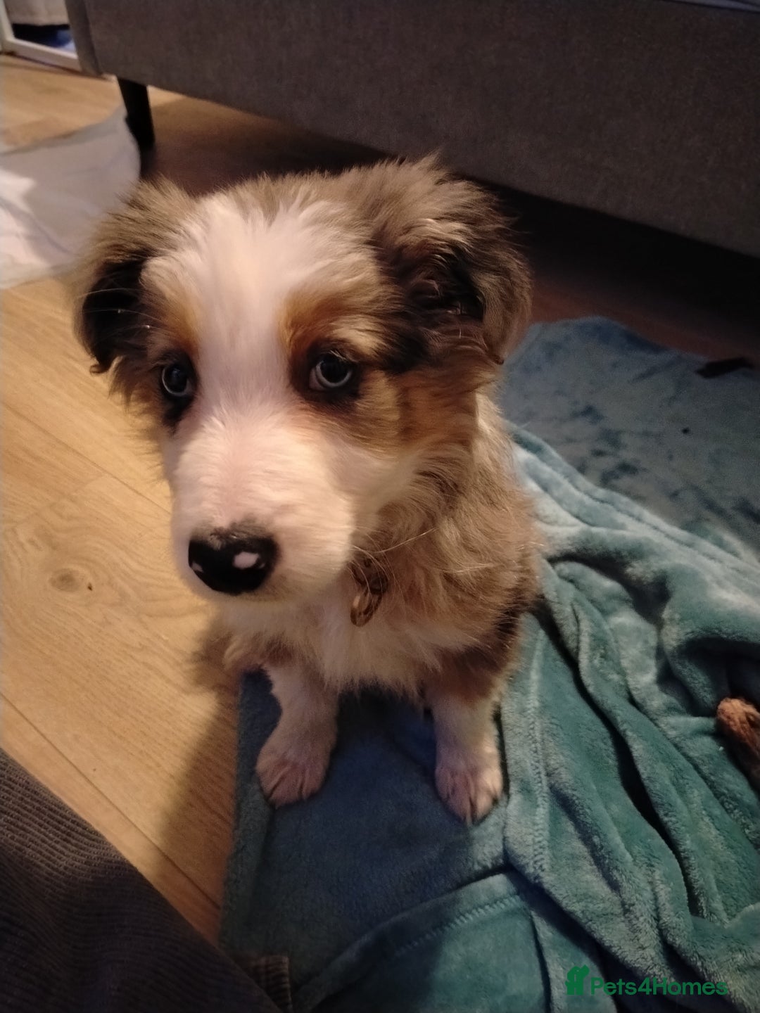 Border Collie dogs for sale: Border collie boy  - Advert 1