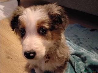 Border Collie dogs Border collie boy - Advert 7