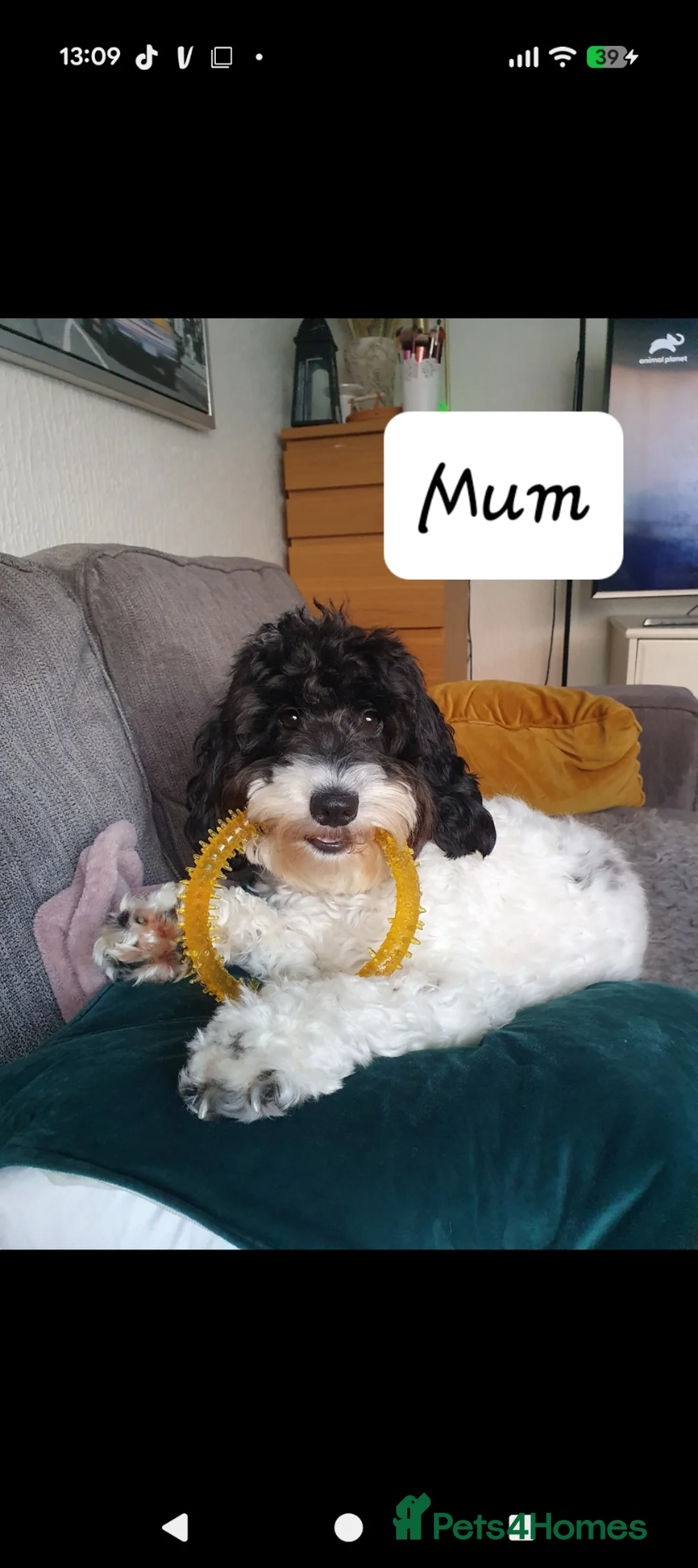 Cockapoo dogs for sale: F2 Cockapoos  in Manchester - Advert 2