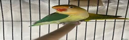 Lovebirds birds for sale: Two lovebirds for sale £120 for both - Advert 5