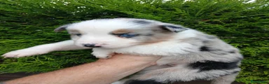 Border Collie 3