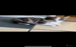 Mixed Breed cats for sale: 5 beautiful kittens ready for their forever home  - Image 12