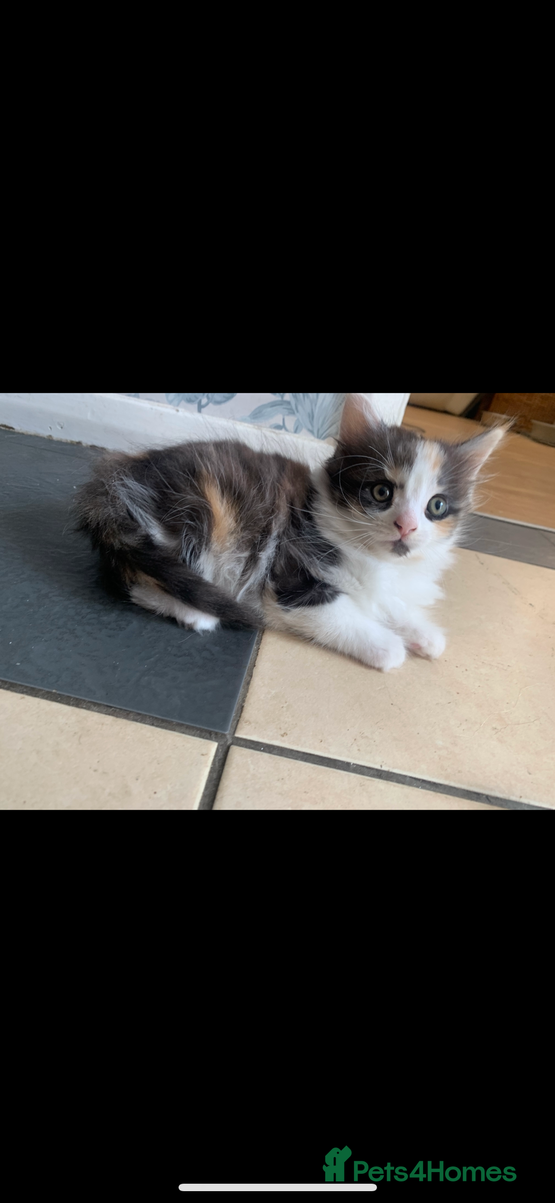 Mixed Breed cats for sale: 5 beautiful kittens ready for their forever home  - Image 12