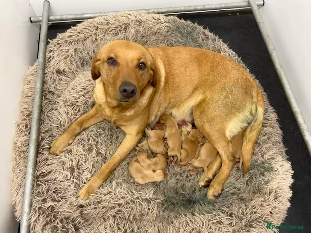 Labrador Retriever dogs for sale: Beautiful Fox Red Labrador Puppies For Sale - Image 9