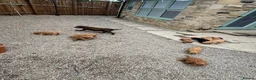 Cockapoo dogs for sale: Cockapoo F1 Gorgeous Puppies 🐶❤️ - Advert 1