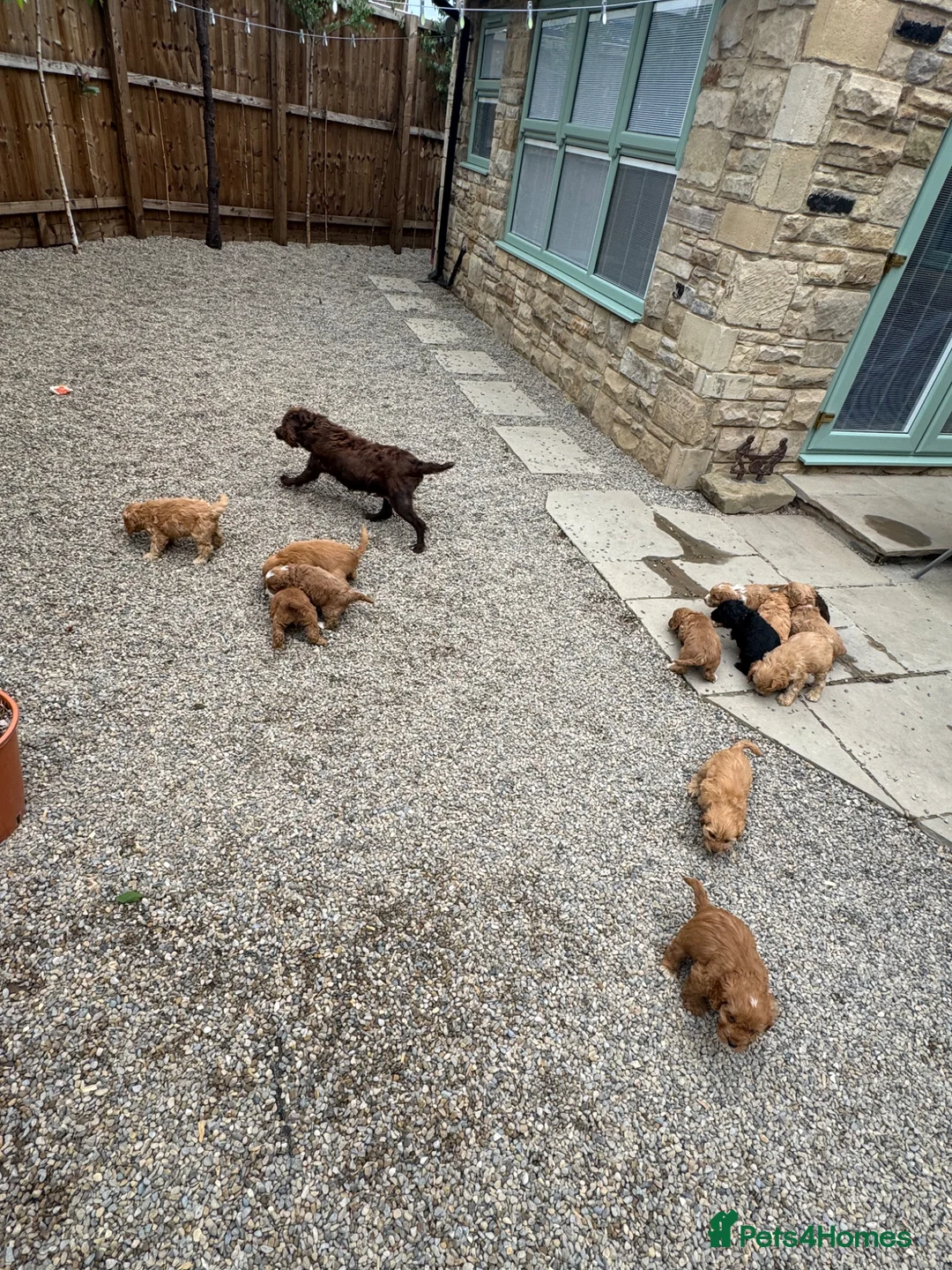 Cockapoo dogs for sale: Cockapoo F1 Gorgeous Puppies 🐶❤️ - Advert 1