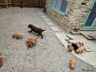 Cockapoo dogs Cockapoo F1 Gorgeous Puppies 🐶❤️ - Advert 1