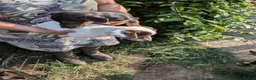 Jack Russell dogs for sale: Ready 10 weeks  Gorgeous bk & tan Jack Russel  - Advert 15