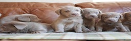 Labrador Retriever dogs for sale: Quality Health Tested Silver Labrador Puppies - Advert 7