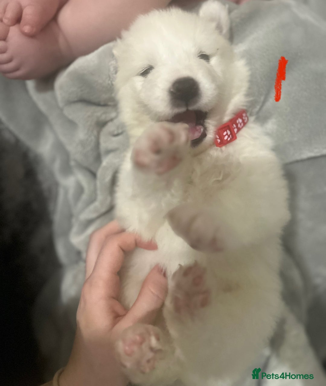 Samoyed dogs for sale: Adorable Samoyed Puppies for Sale!  - Advert 19