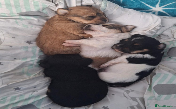 Mixed Breed dogs - Advert 1