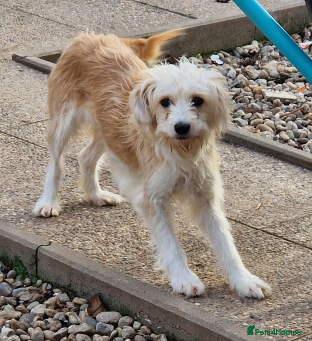 Mixed Breed dogs for adoption: 🌼 Meet Chrissy 🌼 A gentle soul for a Loving Home - Advert 3