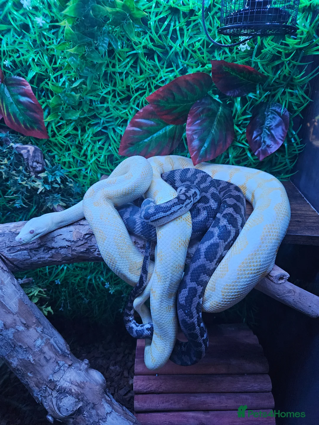 Snake reptiles for sale: carpet pythons - Advert 1