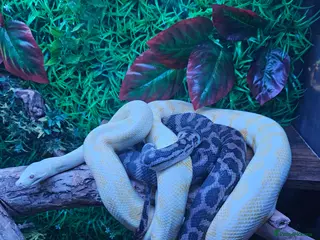 Snake reptiles carpet pythons - Advert 4