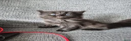 Mixed Breed cats for sale: Ragdoll x in Heanor - Advert 3