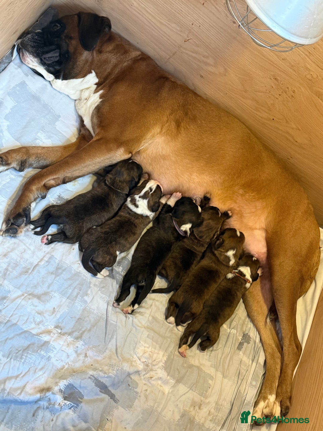 Boxer dogs for sale: 5 KC Reg Brindle Boxer Puppies. - Advert 17