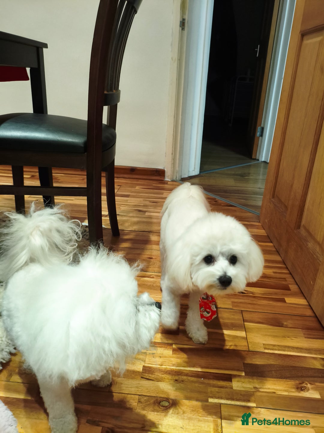 Maltipoo dogs for stud: Only for stud - Advert 5