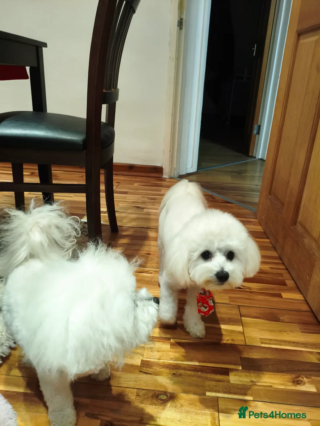 Maltipoo dogs for stud: Only for stud - Advert 5