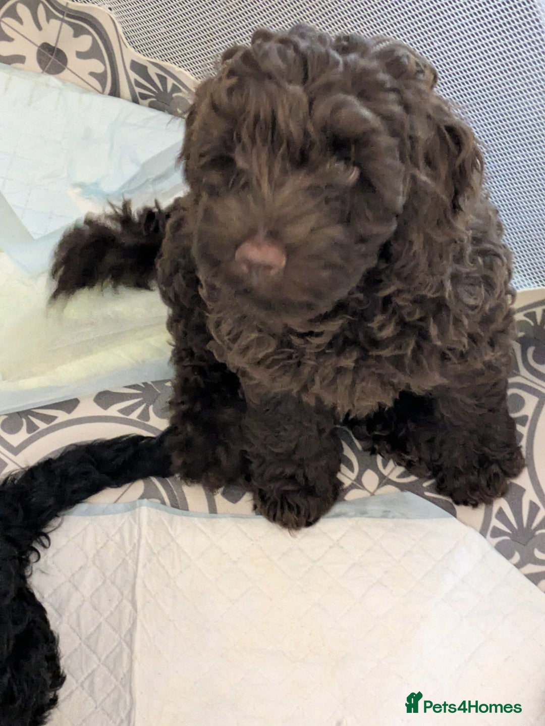 Cockapoo dogs for sale: Brown Cockapoo  - Advert 3