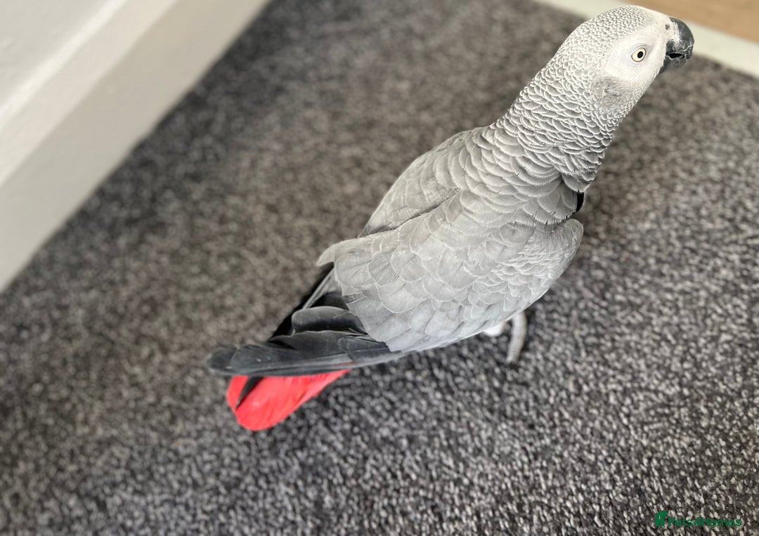 Parrots birds for sale: Male African Grey parrot - Advert 6