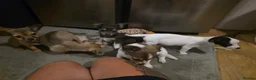 Mixed Breed dogs for sale: Jackawawas  - Advert 10