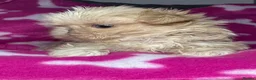 Shih Tzu dogs for sale: Tiny imperial shihtzu puppies - Advert 3