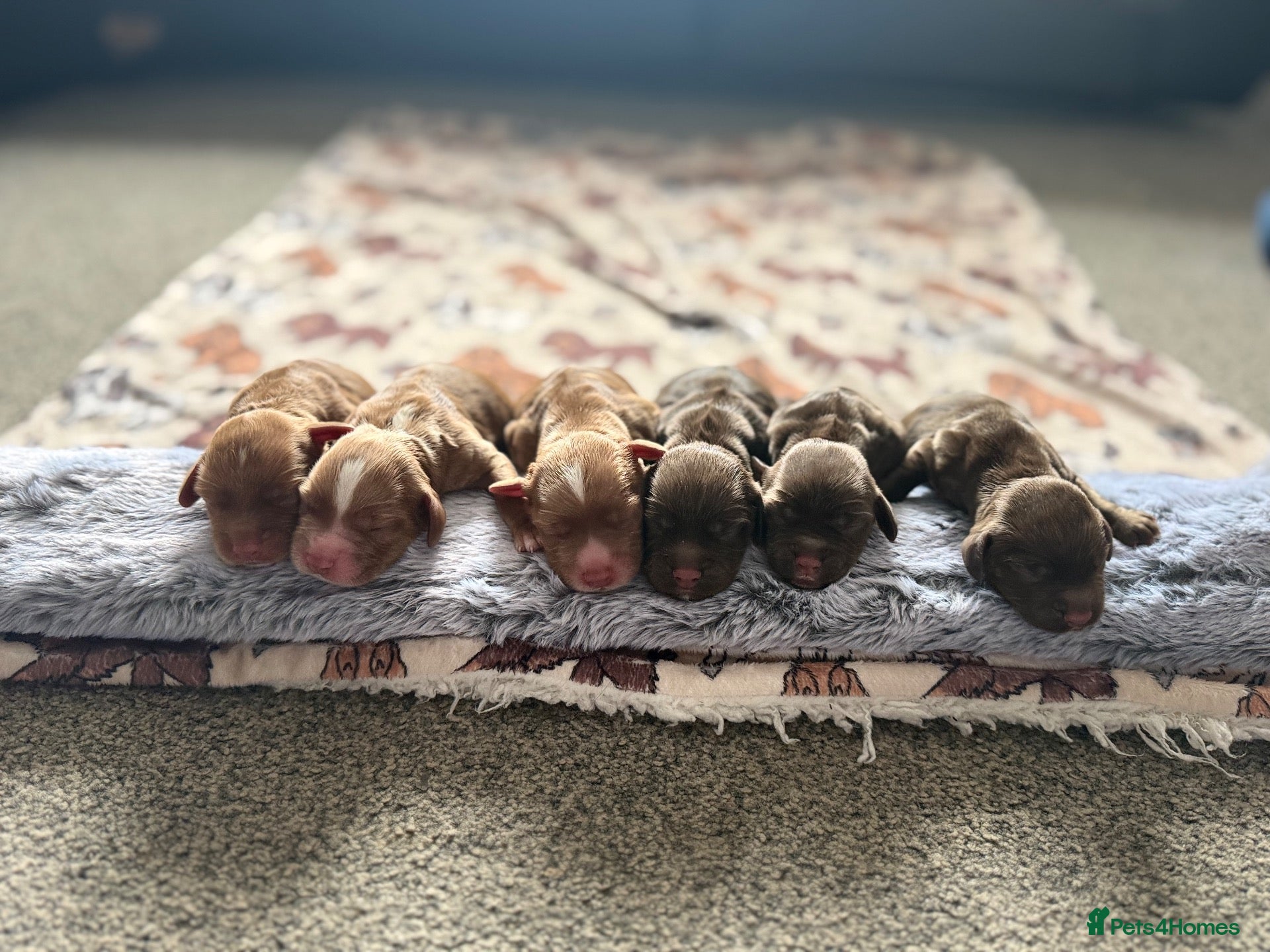 Cocker Spaniel dogs Beautiful Litter of Cocker Spaniel Puppies - Advert 12