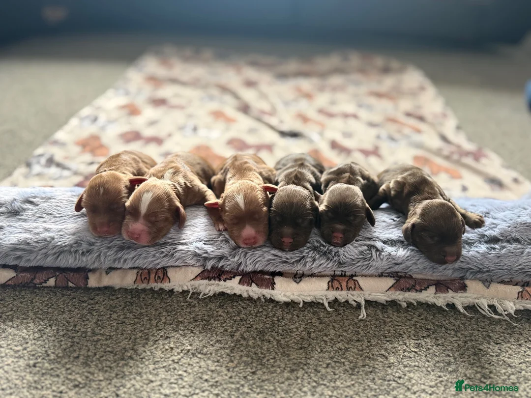 Cocker Spaniel dogs for sale: Beautiful Litter of Cocker Spaniel Puppies - Advert 1