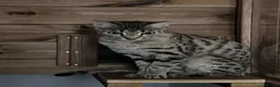Bengal cats for sale: Stunning Retired Bengal Cats Looking for homes - Advert 14