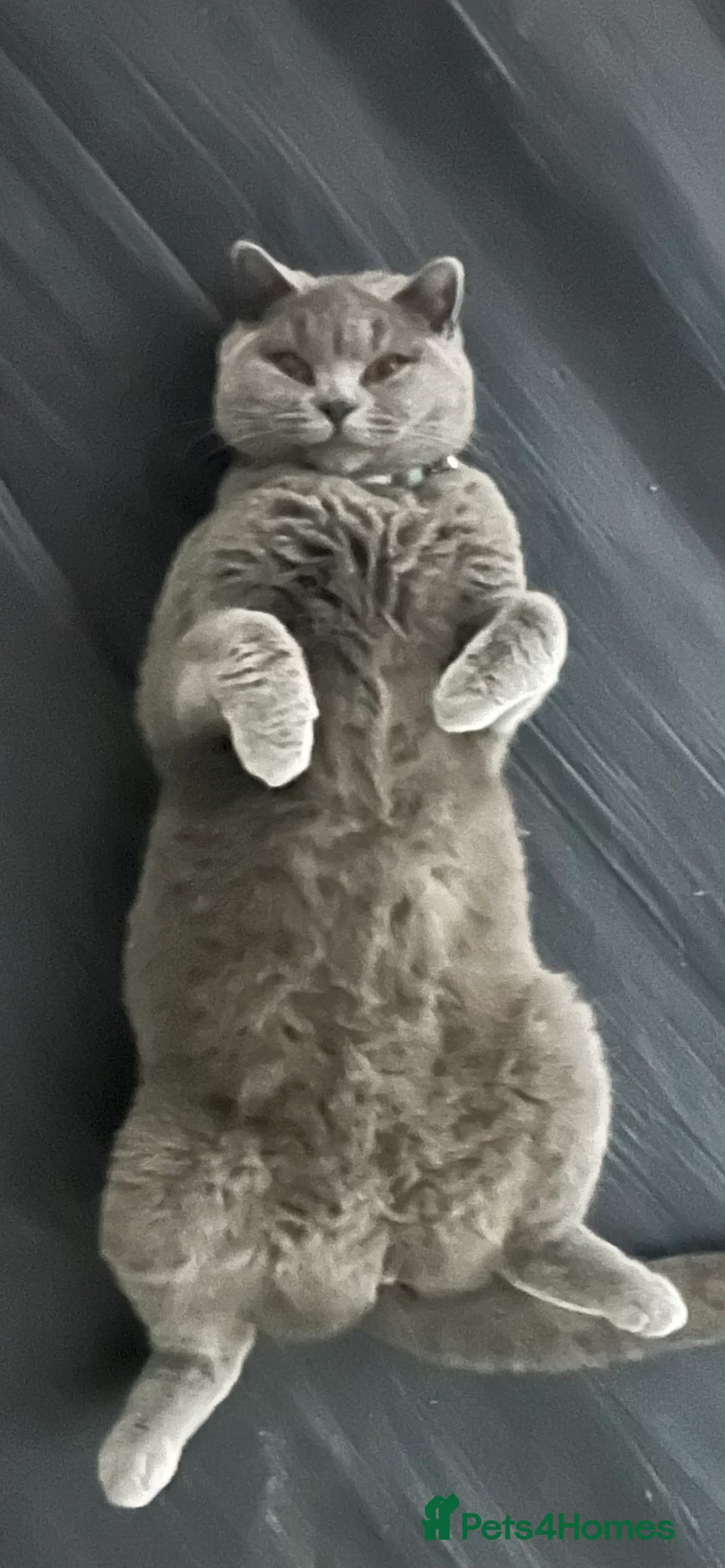 British Shorthair cats for sale: Half British short hair kittens  in Solihull - Advert 2