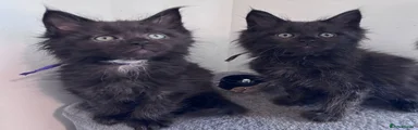 Maine Coon 2