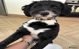 Sproodle dogs for sale: Dougie  - Image 1