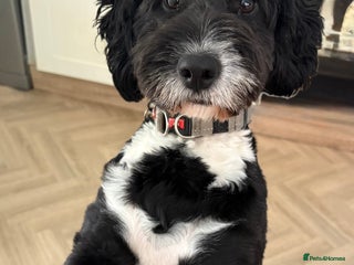 Sproodle dogs for sale - Advert 1