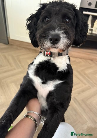 Sproodle dogs - Advert 1