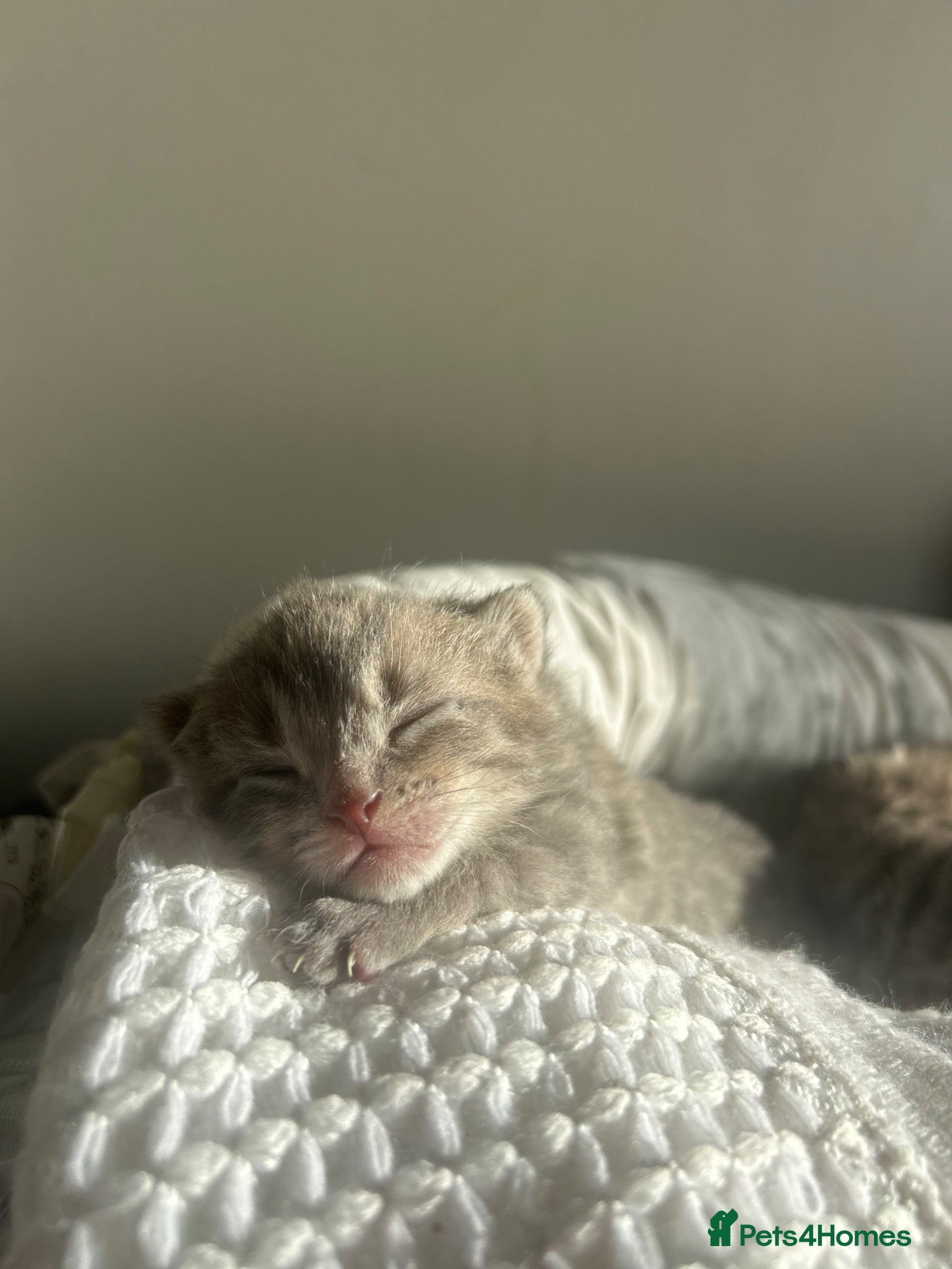 Mixed Breed cats for sale: 4 bengal X kittens in Brixham - Advert 1