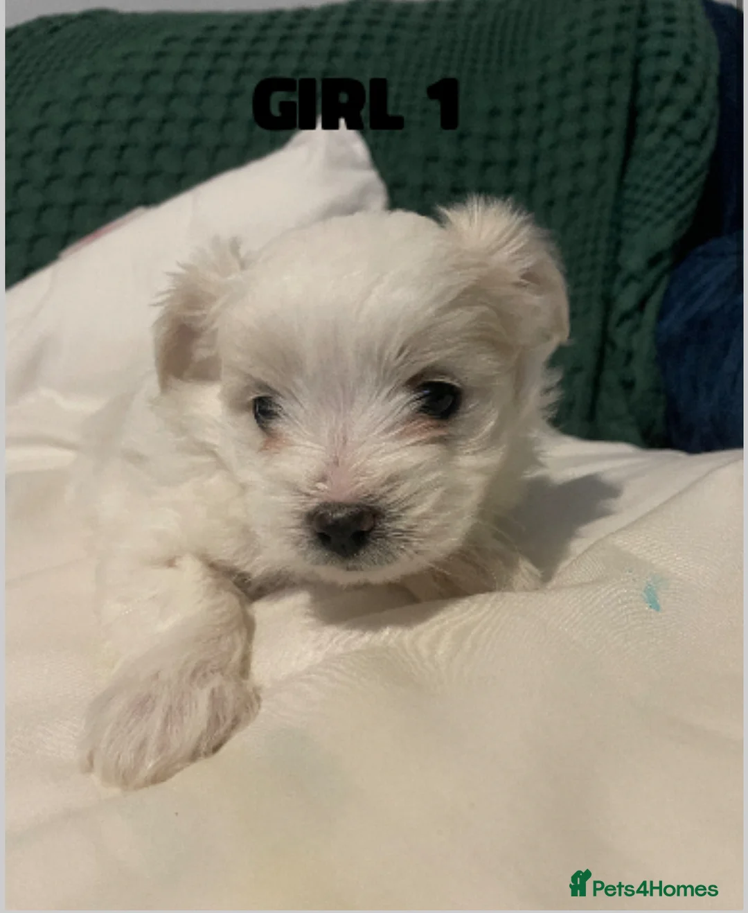 Pomapoo dogs for sale: Maltipoo puppies - Advert 4