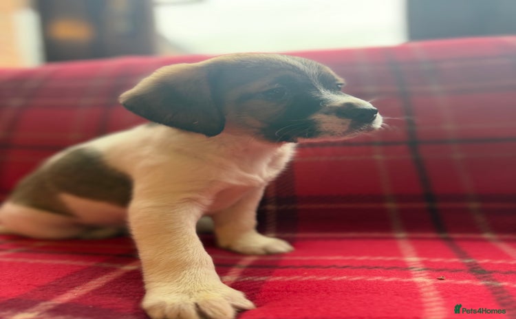 Mixed Breed dogs Beagles ready now  - Advert 5