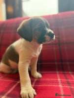 Mixed Breed dogs Beagle litter - Advert 5