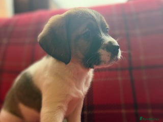 Mixed Breed dogs Beagles ready now - Advert 4
