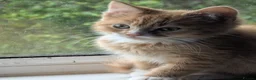 Mixed Breed cats for sale: Three adorable kittens 💕🐈😺 - Advert 4